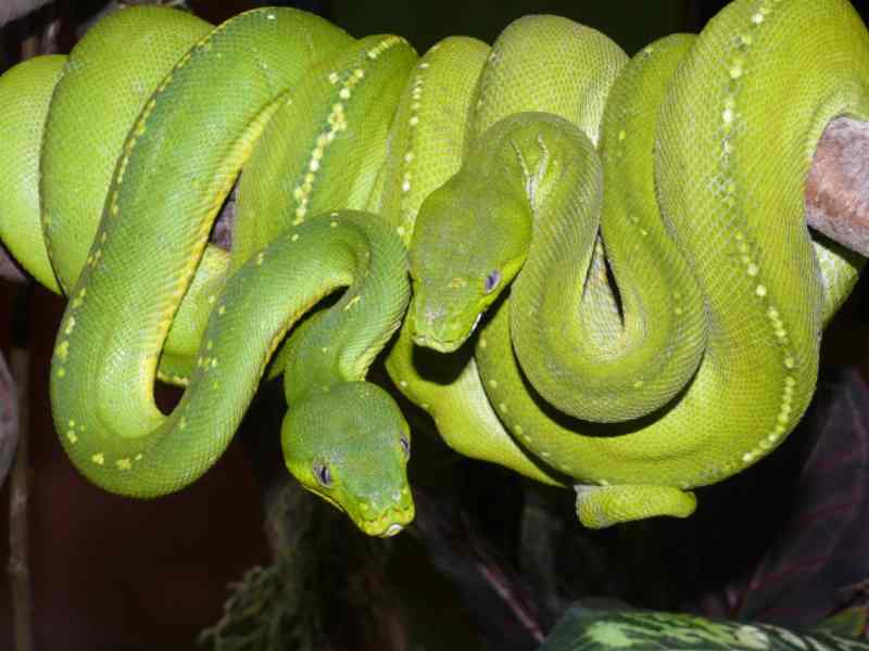 Canberra Reptile Zoo ACT