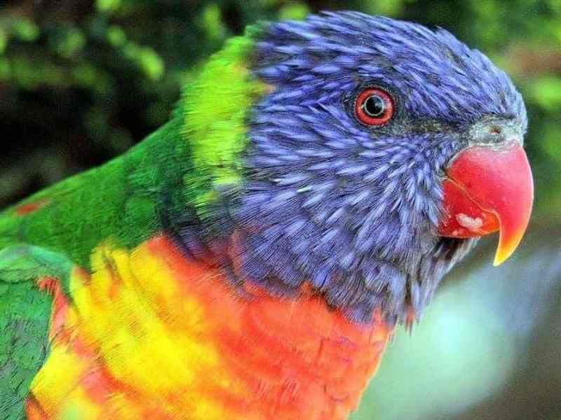 Canberra Walk-In-Aviary Nicholls ACT
