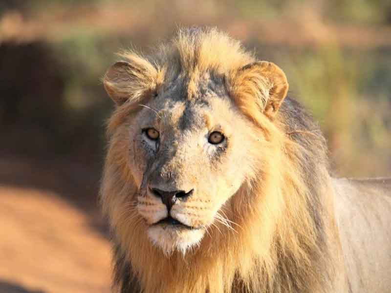 Jamala Wildlife Lodge