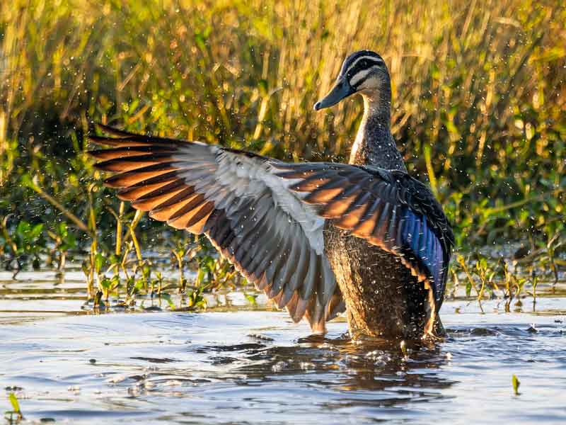 Jerrabomberra Wetlands ACT