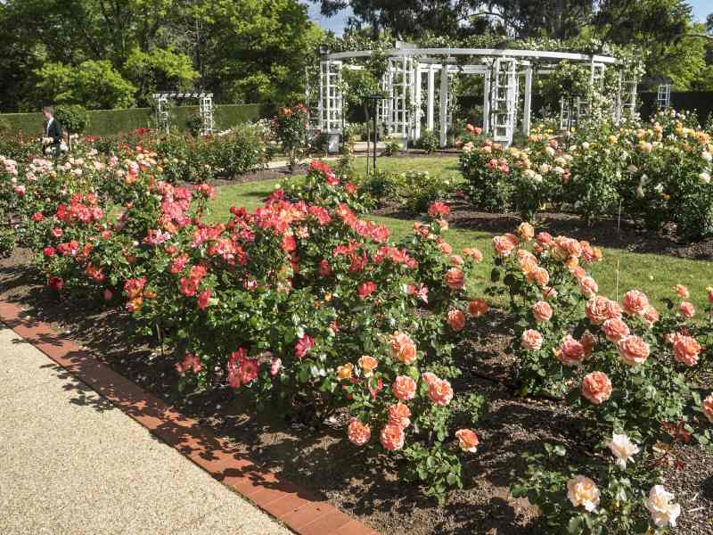 Old Parliament House Gardens Canberra ACT