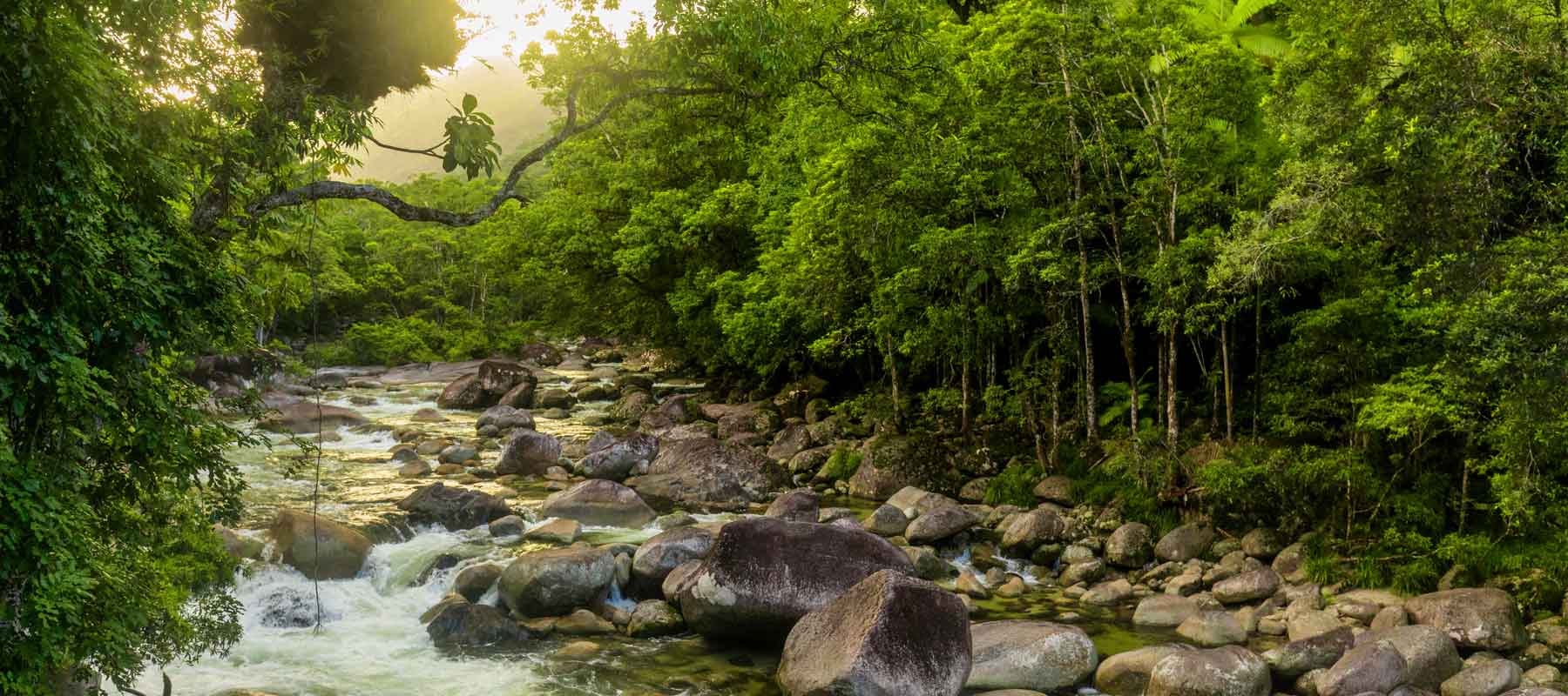 Daintree National Park
