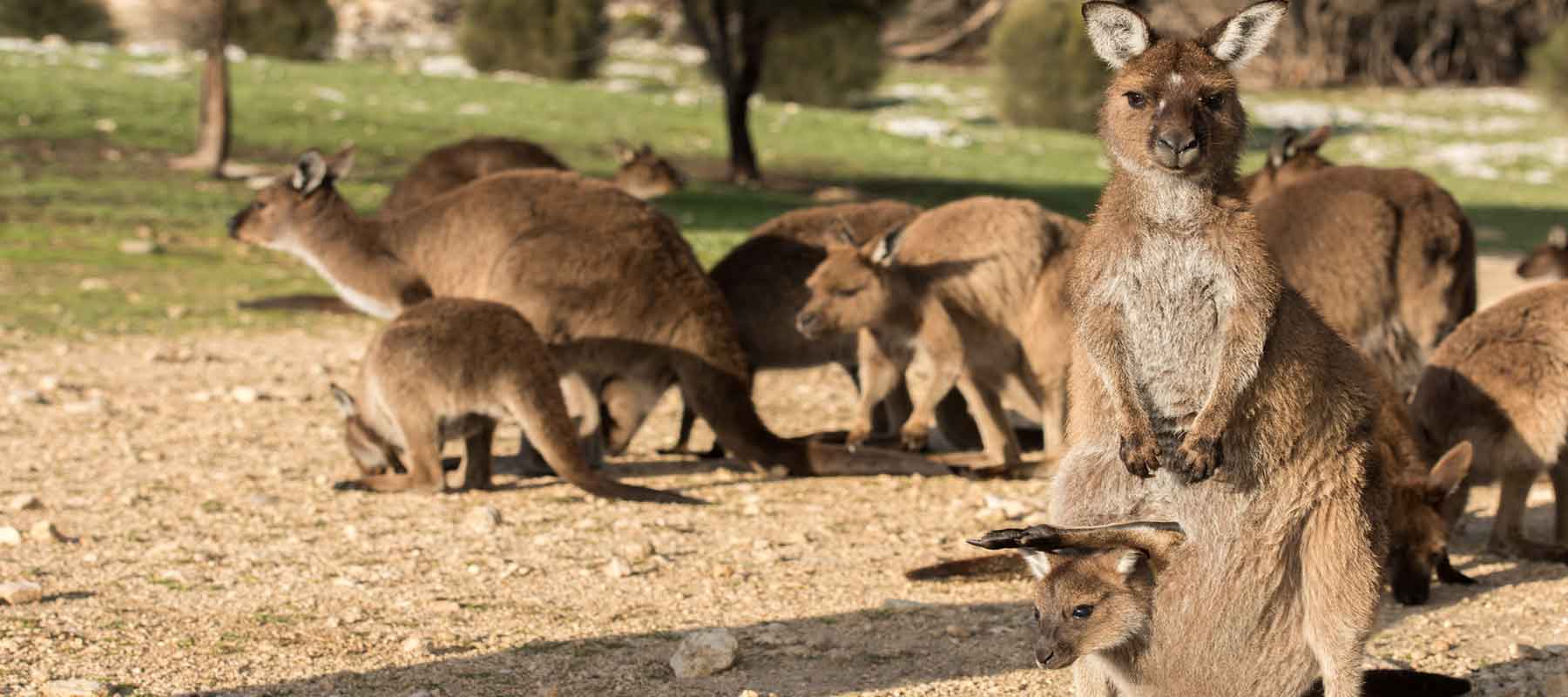 Kangaroo Island