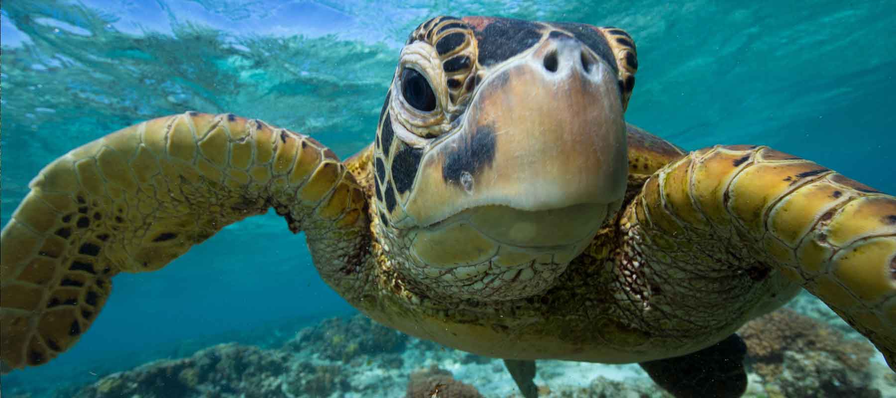 Lady Elliot Island