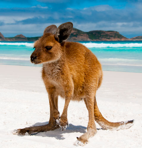 Australian Wildlife