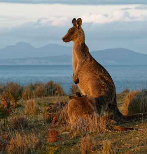 Tasmania Attractions