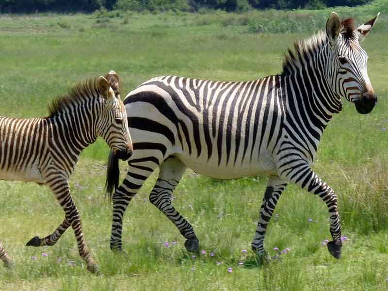 Altina Wildlife Park
