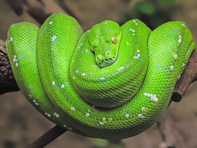 Australian Reptile Park