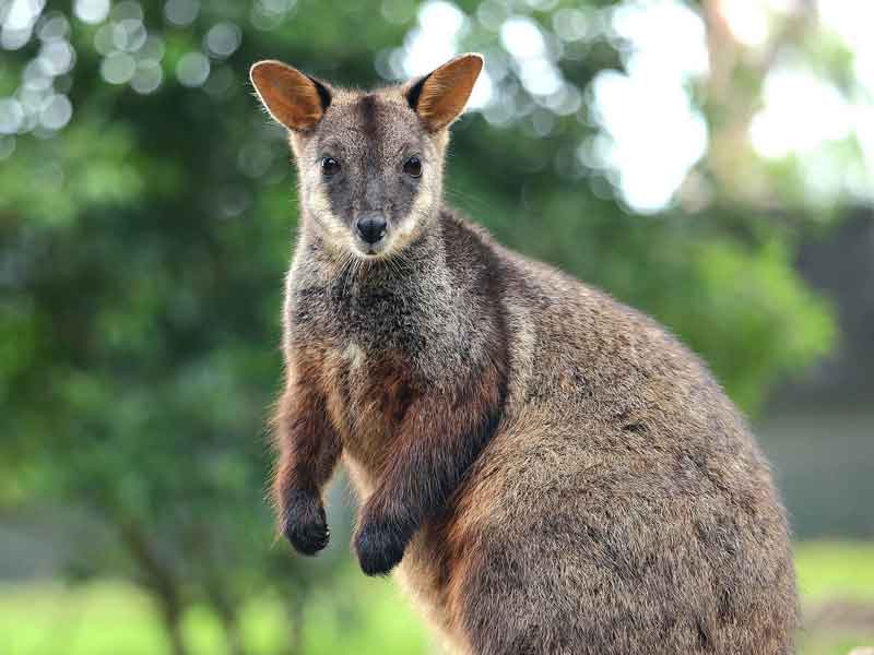 Australian Wildlife Sanctuary