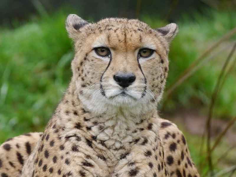 Billabong Zoo Port Macquarie