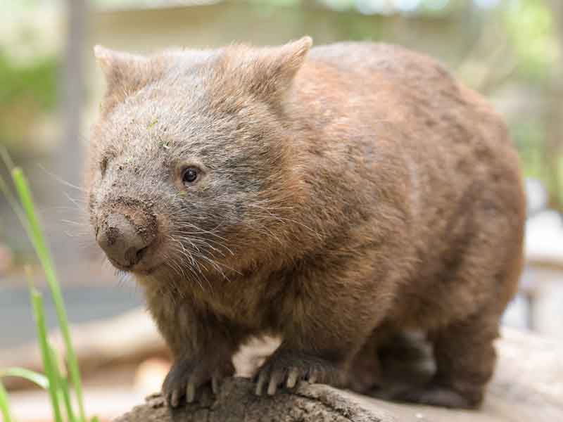 Blackbutt Reserve