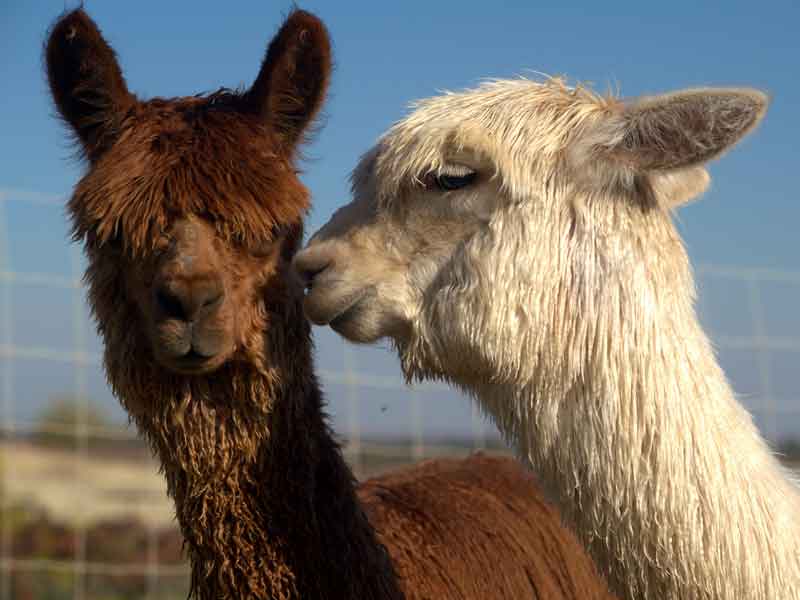 Blackwattle Alpaca Farm