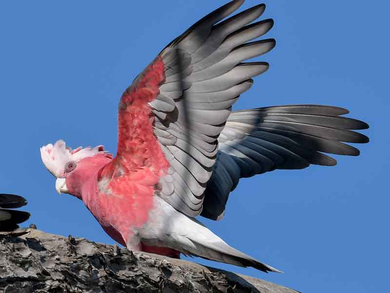 Byron Bay Wildlife Sanctuary