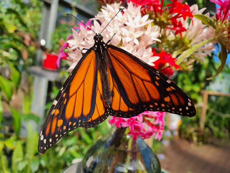 Coffs Harbour Butterfly House
