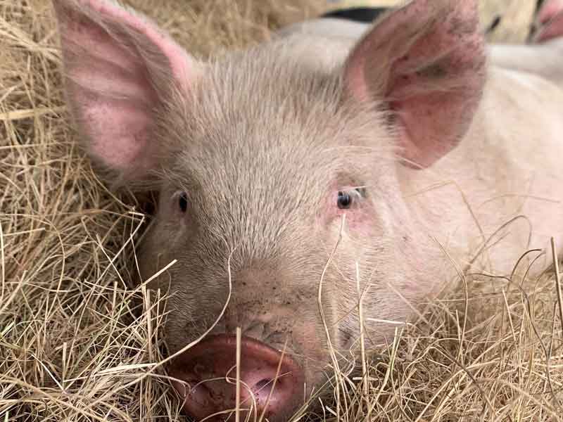 Contented Pig Inn Rescue Sanctuary