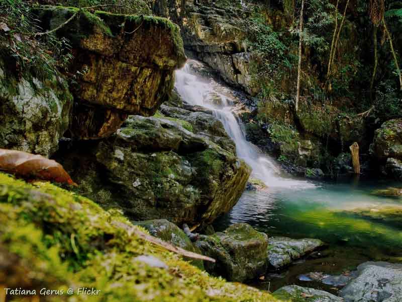 Dorrigo National Park
