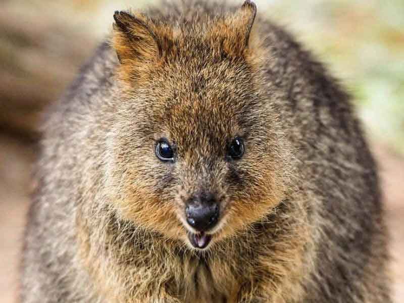 Featherdale Wildlife Park