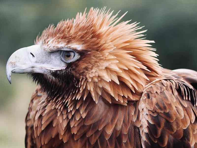 Feathered Friends Bird Sanctuary