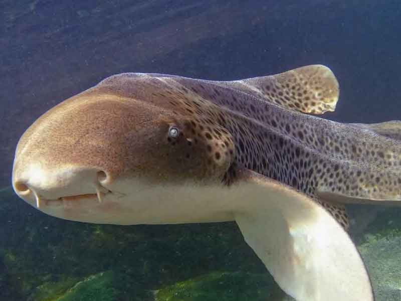 Irukandji Shark & Ray Encounters