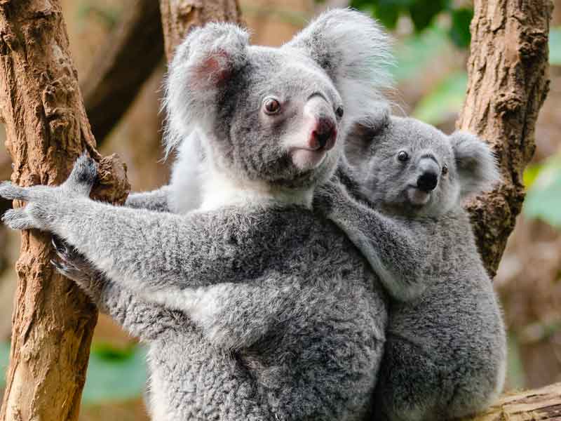 Koala Park Sanctuary