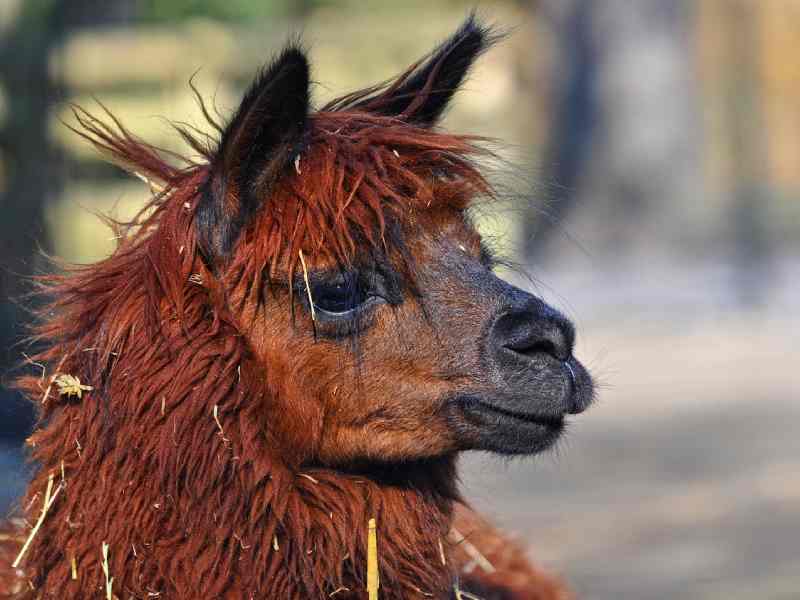 Lucky Stars Sanctuary