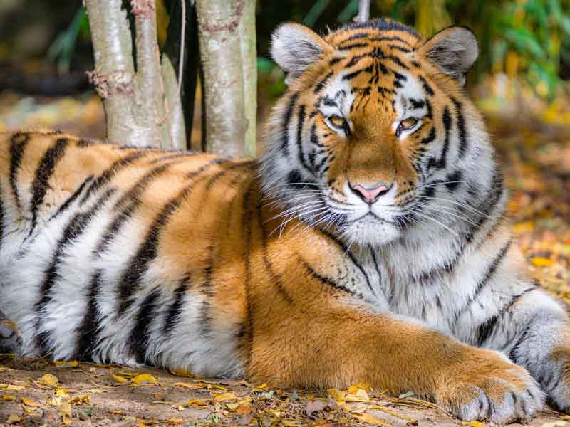 Mogo Wildlife Park