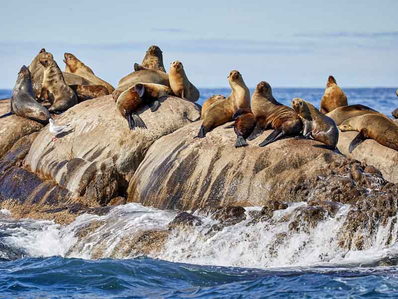 Montague Island Nature Reserve
