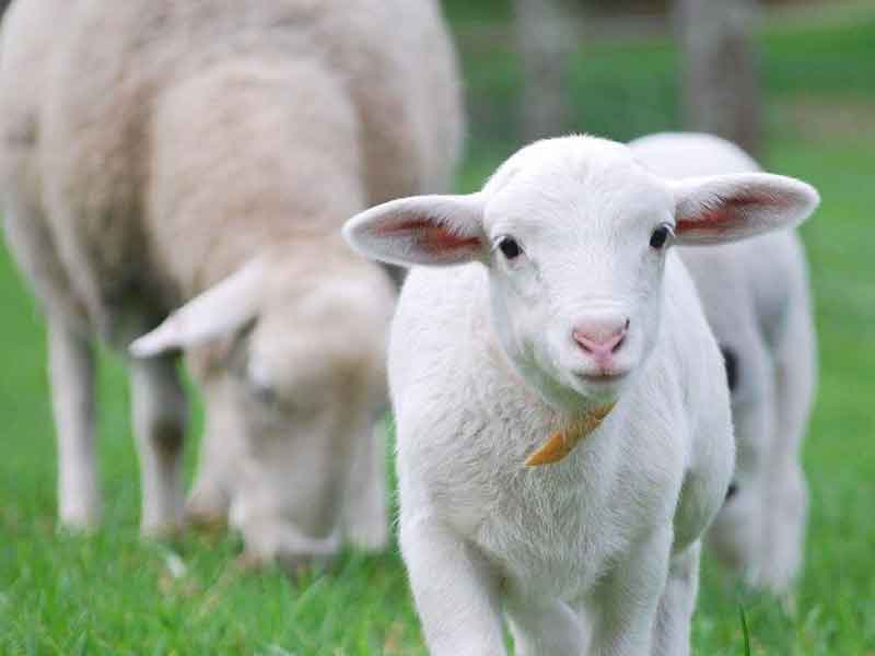 Moo to Ewe Farm Animal Sanctuary