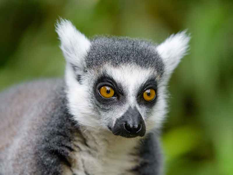 Oakvale Wildlife Park
