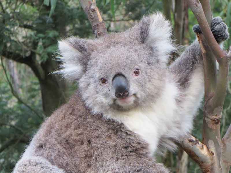 Port Macquarie Koala Hospital