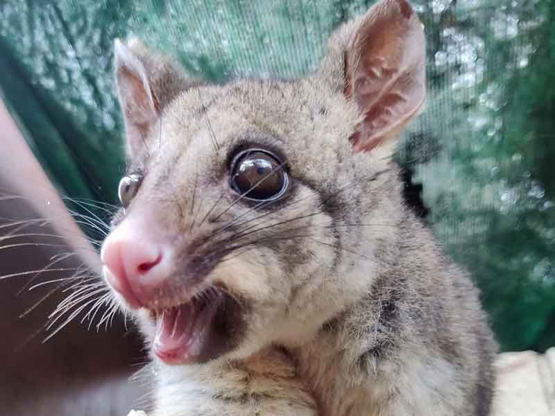 Potoroo Palace