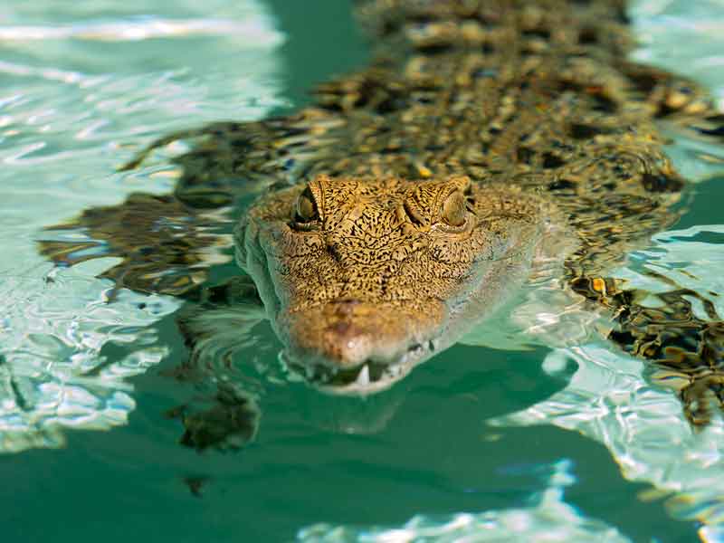 Reptile World