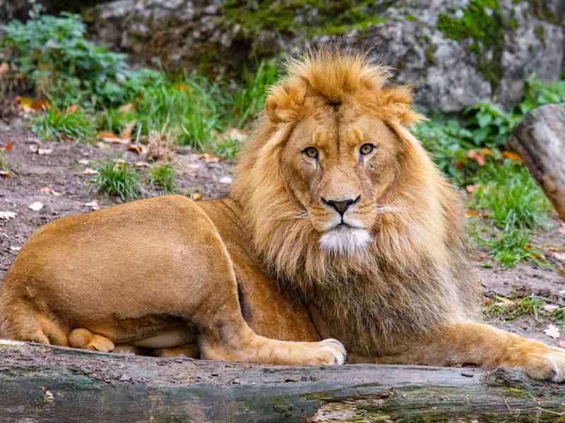 Shoalhaven Zoo