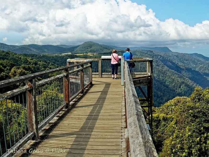 Skywalk Lookout Dorrigo National Park