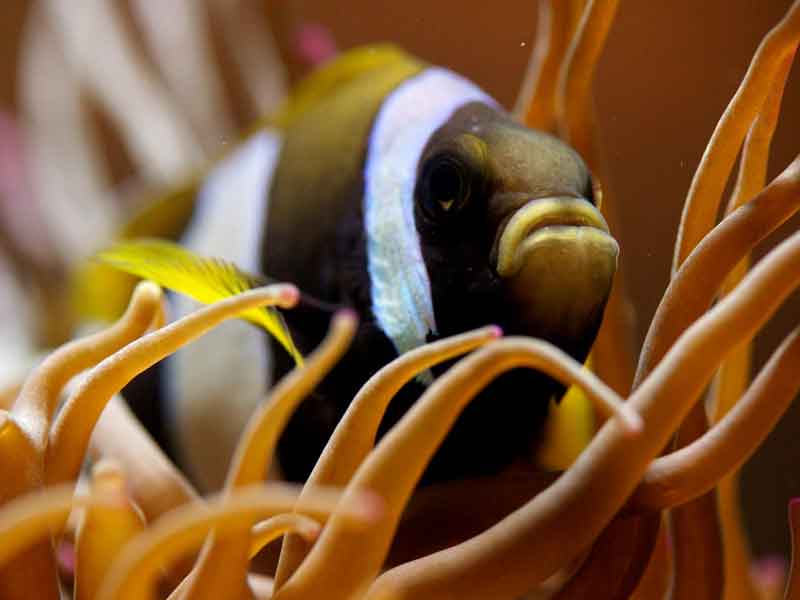 Solitary Islands Aquarium