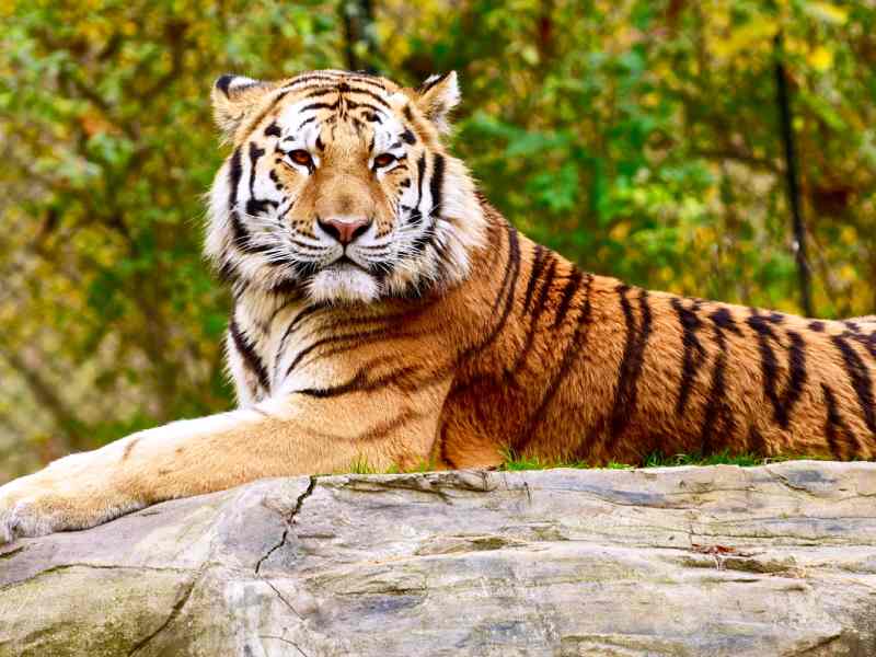 Sydney Zoo