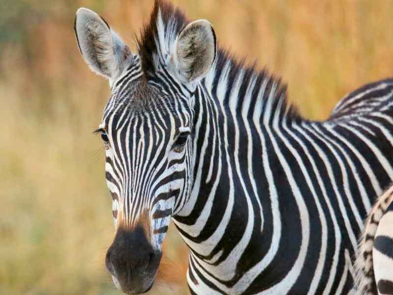 Taronga Zoo Sydney