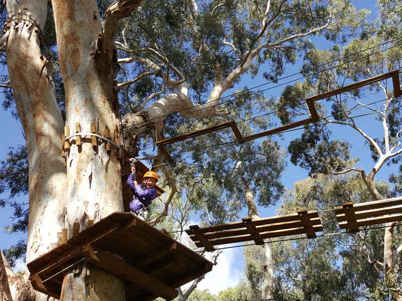 Treetops Adventure Coffs Harbour