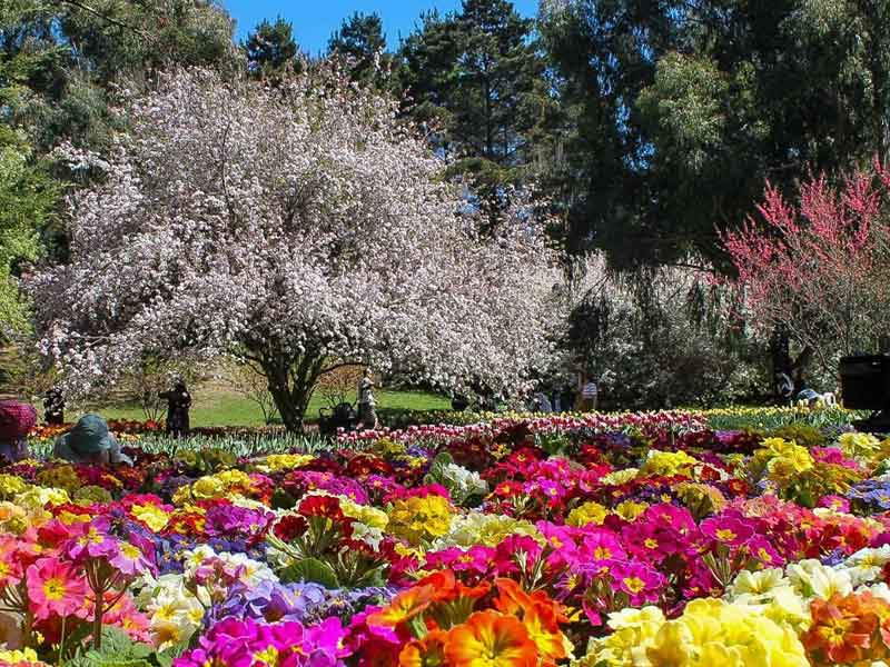 Tulip Top Gardens