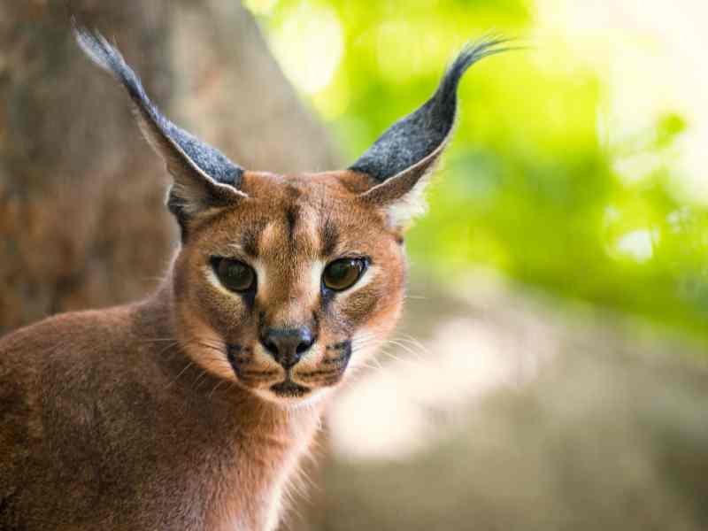 Wild Cat Conservation Centre