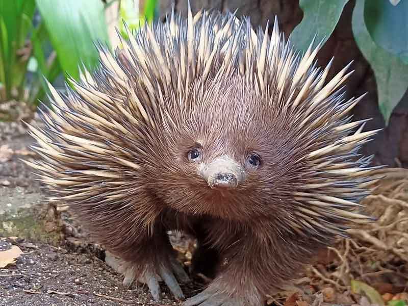 Wild Life Zoo Sydney