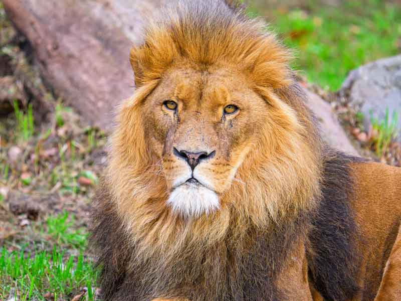 Zambi Wildlife Retreat