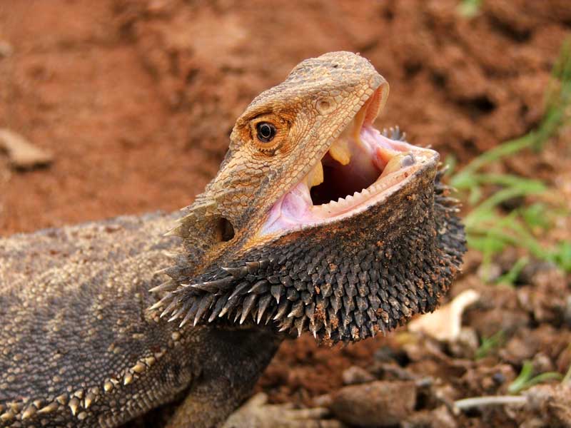 Alice Springs Reptile Centre Northern Territory