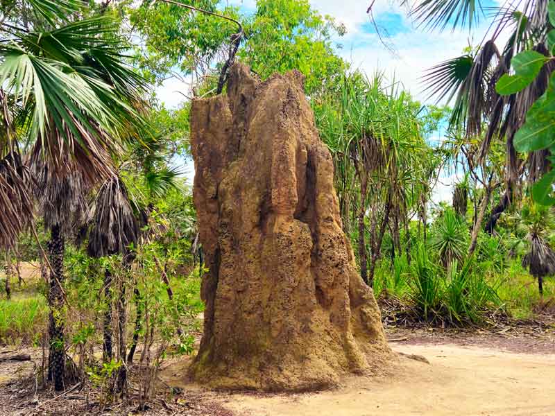 Cathedral Termite Mounds Northern Territory