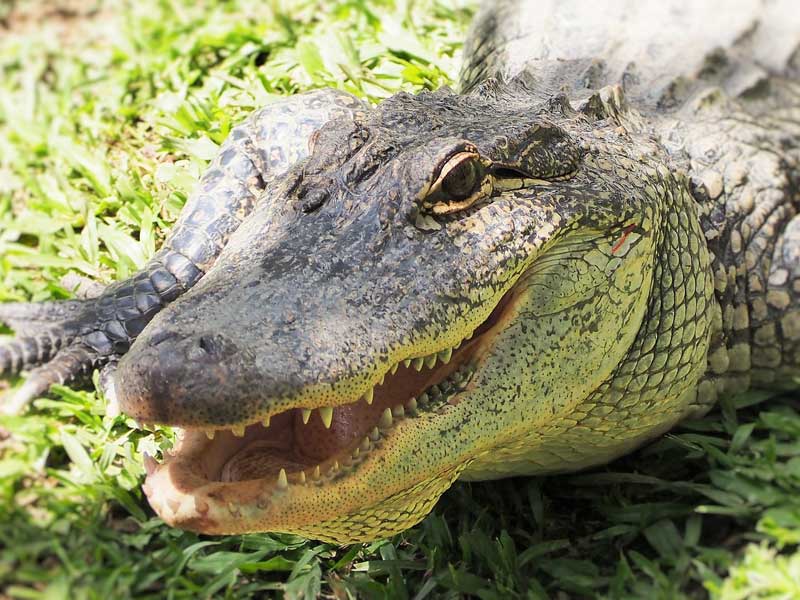 Crocodylus Park Darwin Northern Territory
