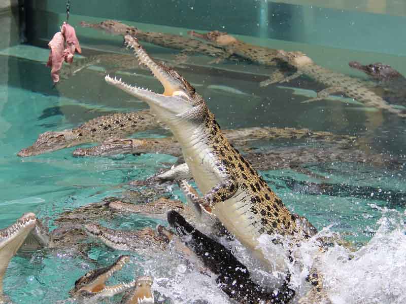 Crocosaurus Cove Darwin Northern Territory