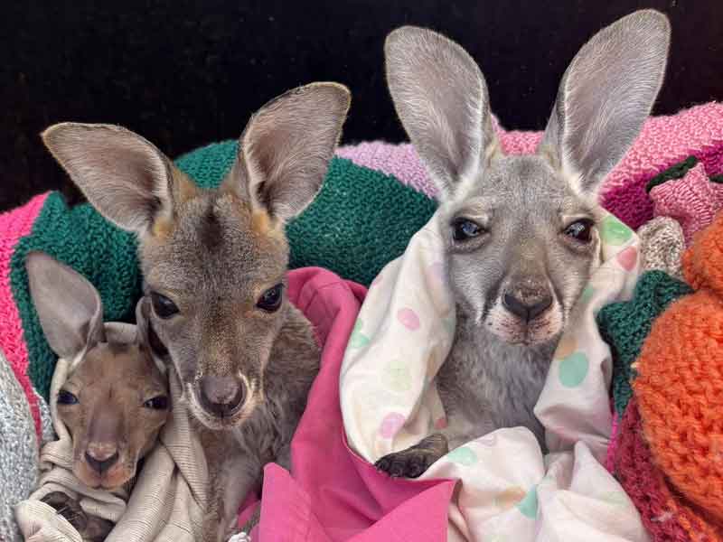 The Kangaroo Sanctuary Alice Springs