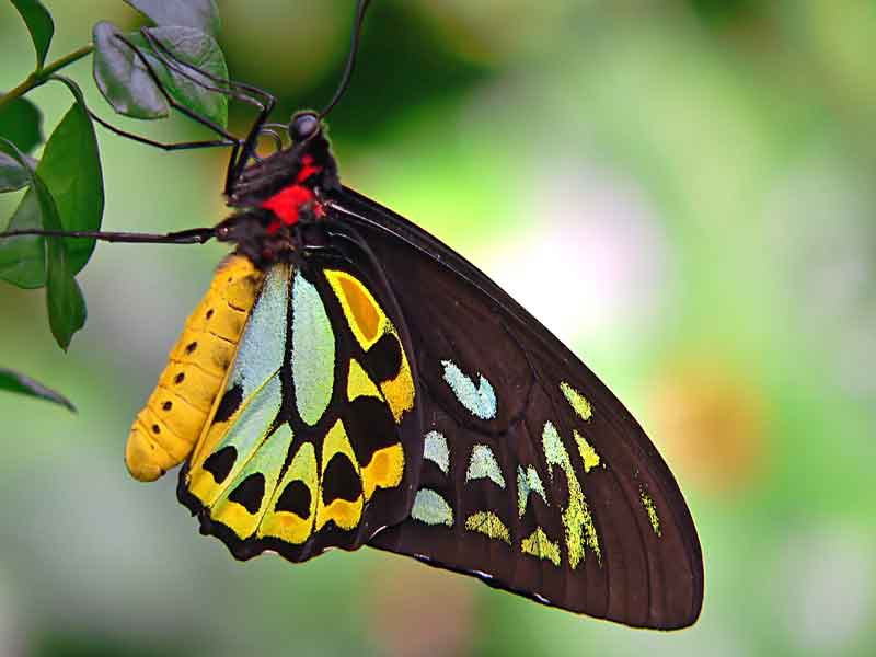 Australian Butterfly Sanctuary