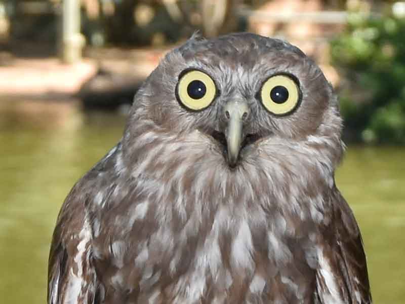 Billabong Sanctuary Townsville