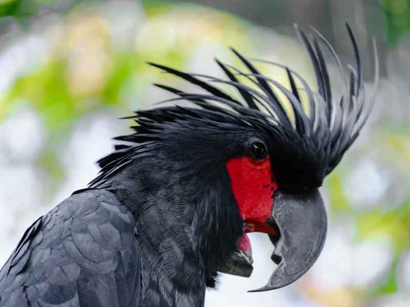 Birdworld Kuranda